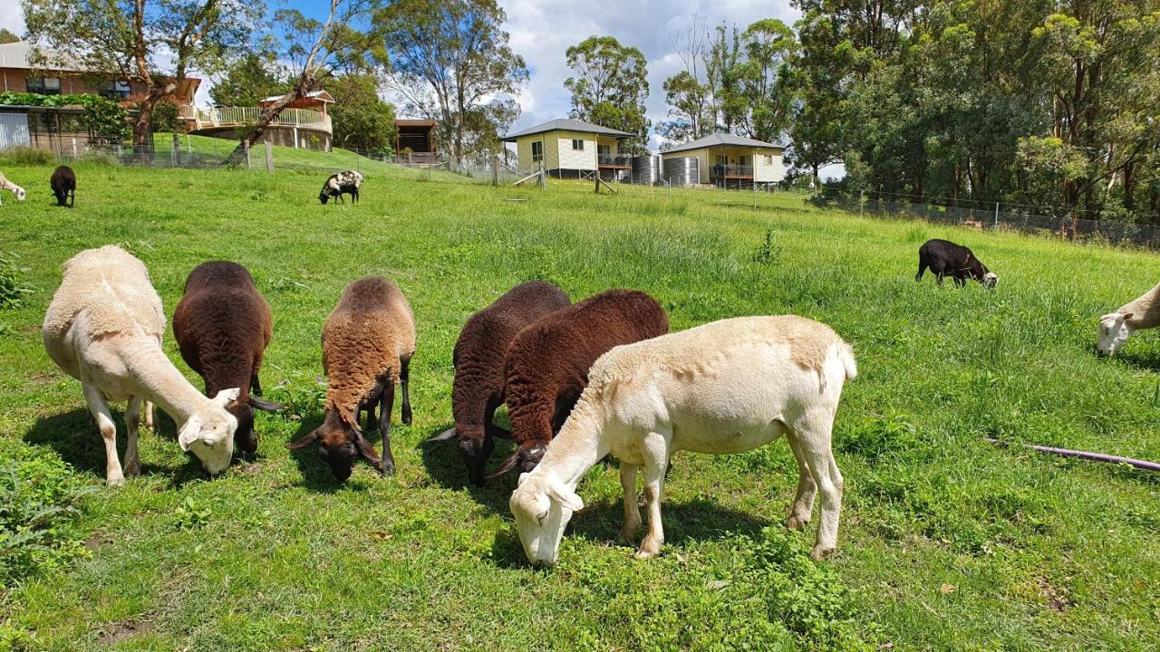 Blueberry Hills On Comleroy Farmstay - Self-Contained Cottages Kurrajong Екстериор снимка