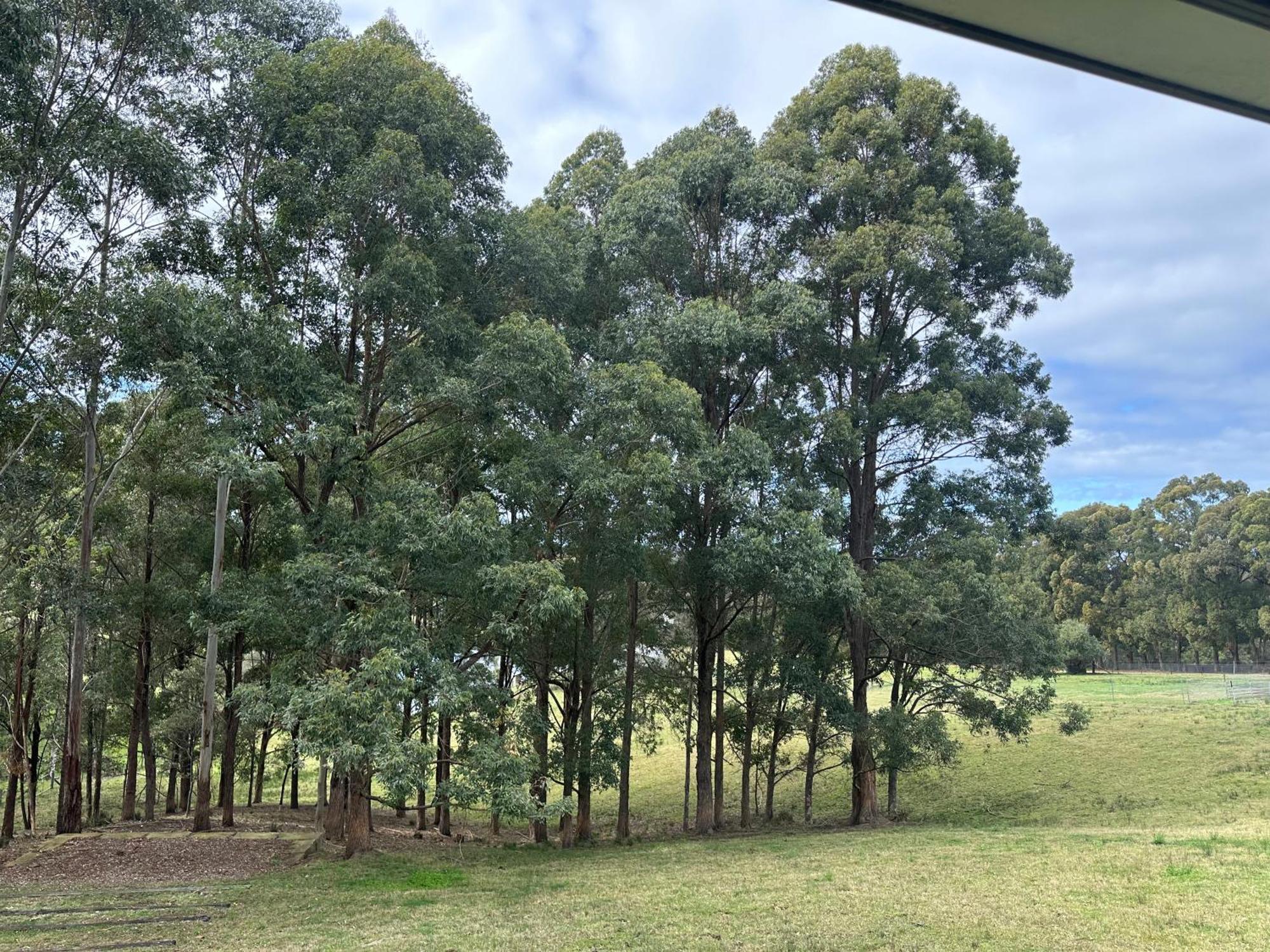 Blueberry Hills On Comleroy Farmstay - Self-Contained Cottages Kurrajong Екстериор снимка