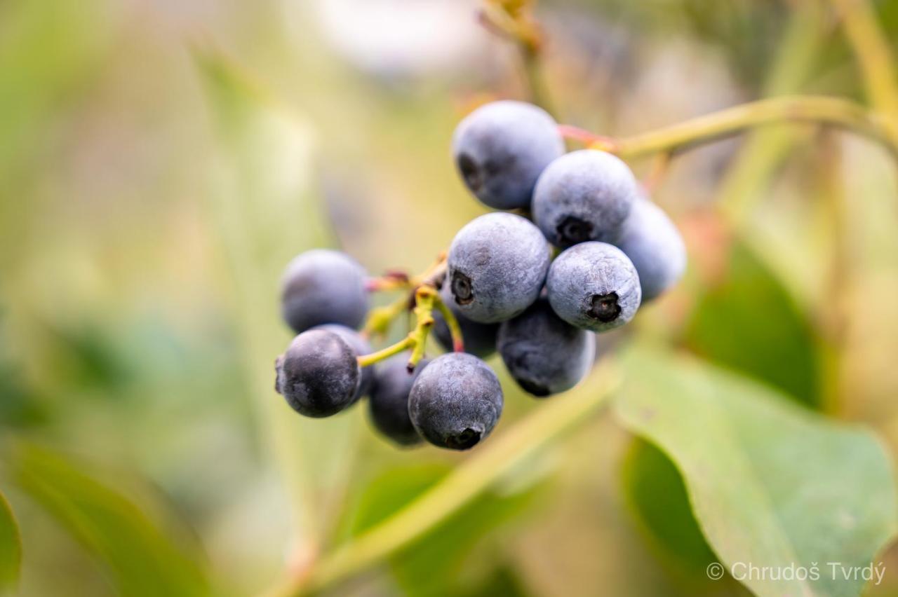 Blueberry Hills On Comleroy Farmstay - Self-Contained Cottages Kurrajong Екстериор снимка