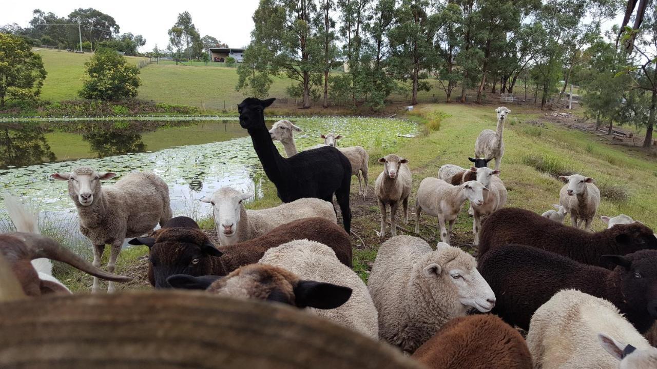 Blueberry Hills On Comleroy Farmstay - Self-Contained Cottages Kurrajong Екстериор снимка